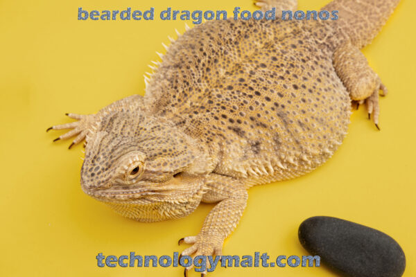 bearded dragon food nonos