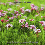 clover lawn