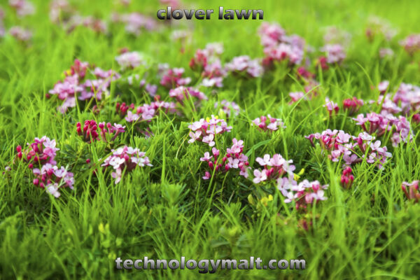 clover lawn